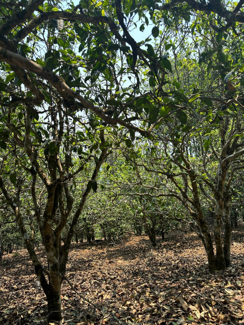 2023 King of Pu-erh Lao Ban Zhang Raw Pu-erh Tea