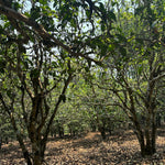 2023 King of Pu-erh Lao Ban Zhang Raw Pu-erh Tea