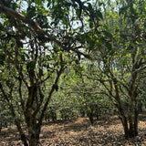 2023 King of Pu-erh Lao Ban Zhang Raw Pu-erh Tea