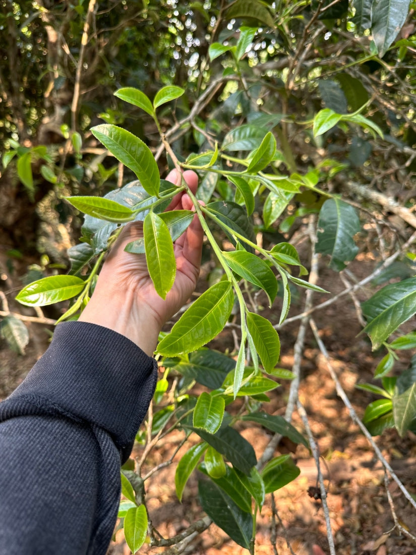 2023 King of Pu-erh Lao Ban Zhang Raw Pu-erh Tea