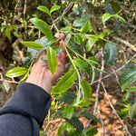 2023 King of Pu-erh Lao Ban Zhang Raw Pu-erh Tea
