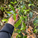 2023 King of Pu-erh Lao Ban Zhang Raw Pu-erh Tea