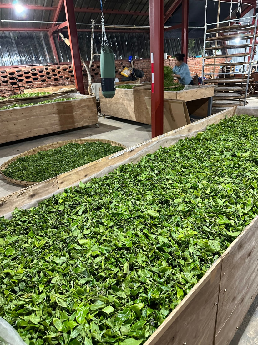 2023 King of Pu-erh Lao Ban Zhang Raw Pu-erh Tea