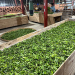 2023 King of Pu-erh Lao Ban Zhang Raw Pu-erh Tea