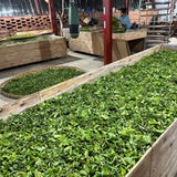 2023 King of Pu-erh Lao Ban Zhang Raw Pu-erh Tea