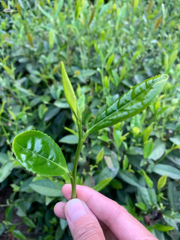 single origin green tea sustainable farming - Meimei Fine Teas