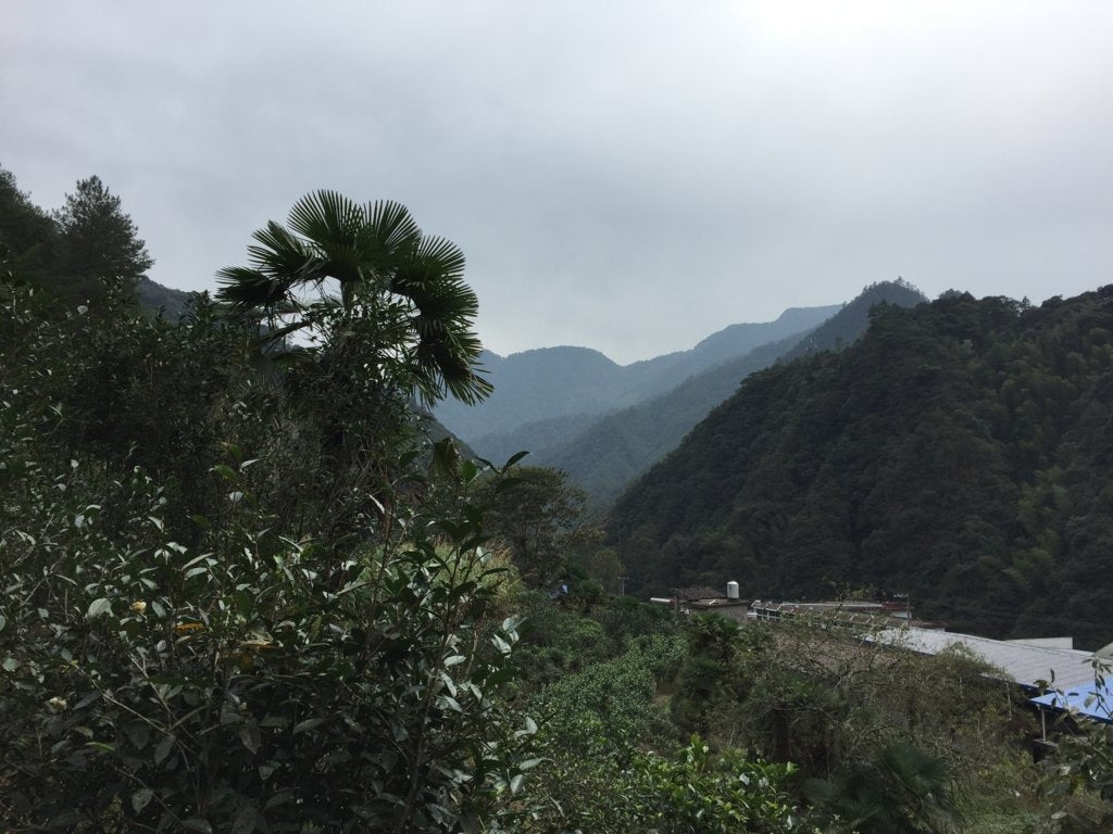 Tongmu Guan Classic Lapsang Souchong Black Tea Smoky Zheng Shan Xiao Zhong