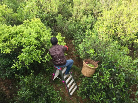 ethically source tea by meimei fine teas