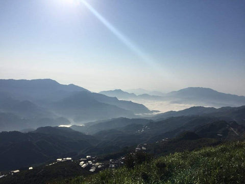 Phoenix Mountain Dan Cong oolong tea, Caozhou city, Guangdong province
