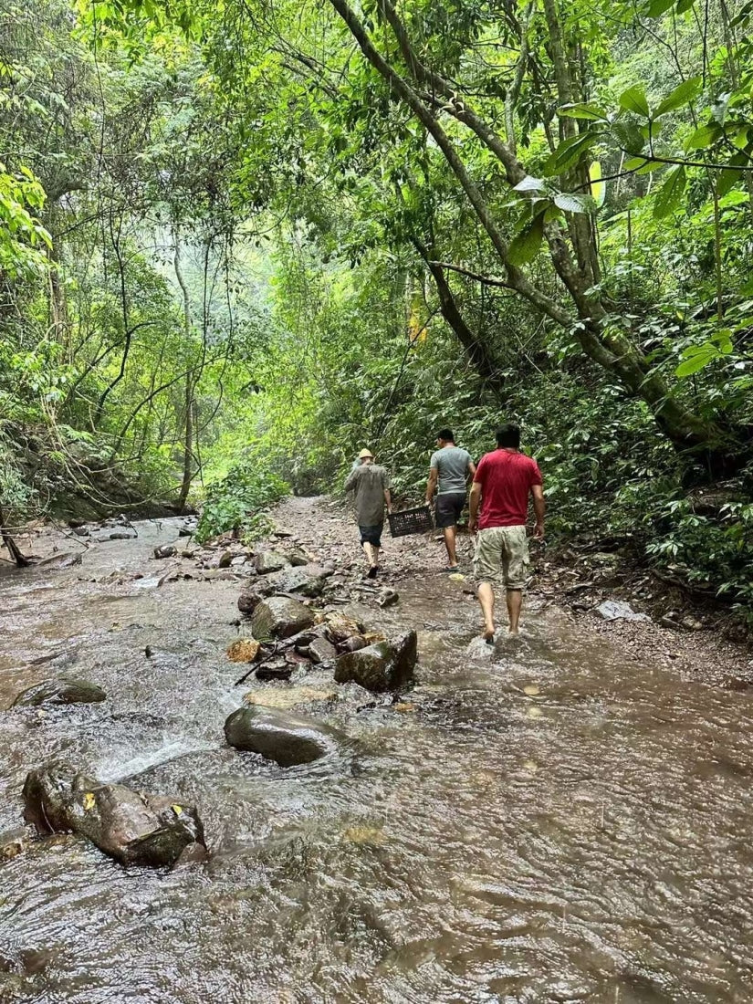 Prestigious Yiwu Tong Qing He Ancient Tree Gushu Raw Pu-erh Tea