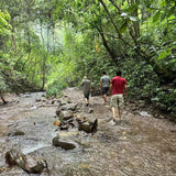 Prestigious Yiwu Tong Qing He Ancient Tree Gushu Raw Pu-erh Tea