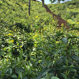 First Grade Heirloom Keemun Gongfu Black Tea