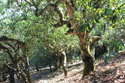ancient tree gushu puerh tea tree garden meimei fine teas
