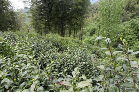 Huo Shan Huang Ya