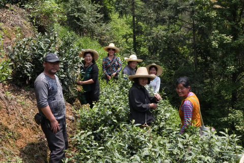 single origin huang shan mao feng - meimei fine teas