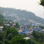 Nannuo Mountain Arbor Tree Pu-erh Black Tea Dragon Pearls