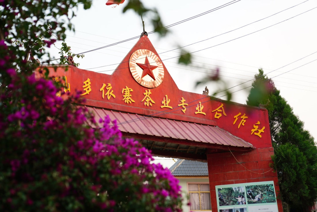 Nannuo Mountain Arbor Tree Pu-erh Black Tea Dragon Pearls