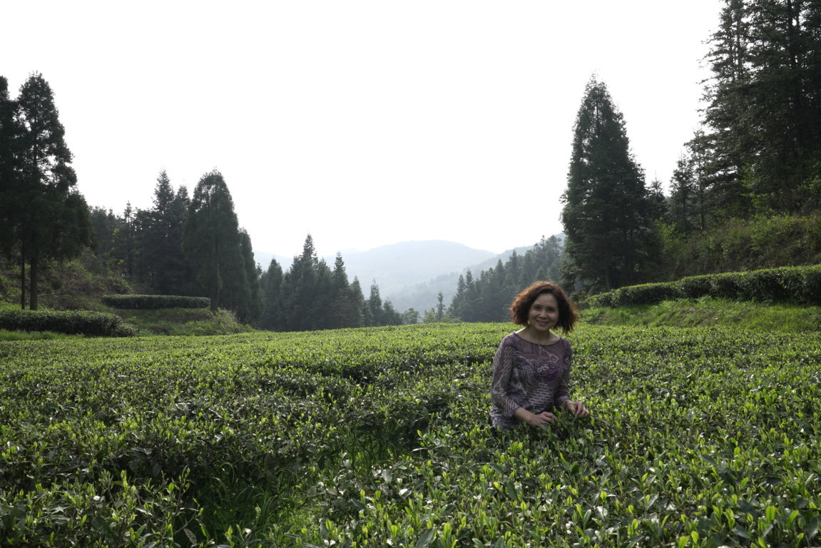 Victoria survey the white tea terroir in Panxi, Fuding county. 