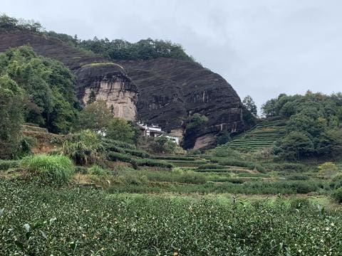 Ma Tou Yan rou gui Wuyi Rock Oolong tea