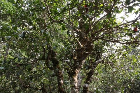 a close up of a tree
