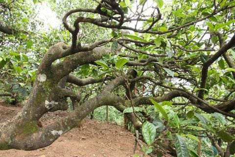 ancient pu'erh tea tree
