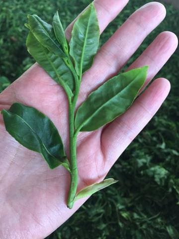 Meimei Fine Teas pu-erh tea fresh leaves tea sourcing trip