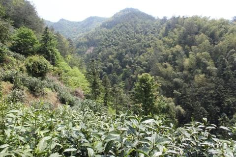 Huangshan mao feng tea mountains