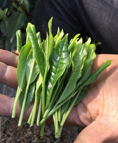 Meimei Fine Teas fresh tea leaves Keemun