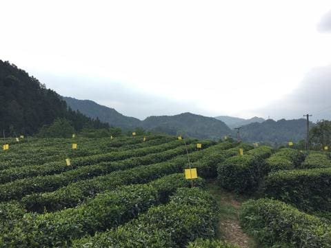 keemun black tea garden Qimen Anhui province
