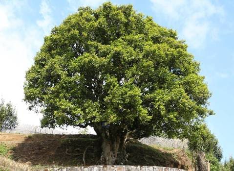 a large tree
