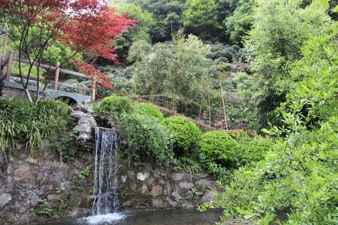 Dragon Well in the West Lake tea garden