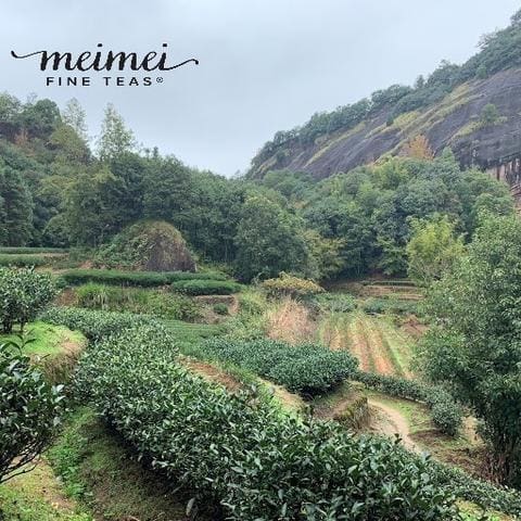 Meimei Fine Teas chinese tea planation wuyi cliff oolong