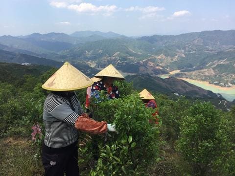 Meimei Fine Teas phoenix dan cong oolong tea farm to cup
