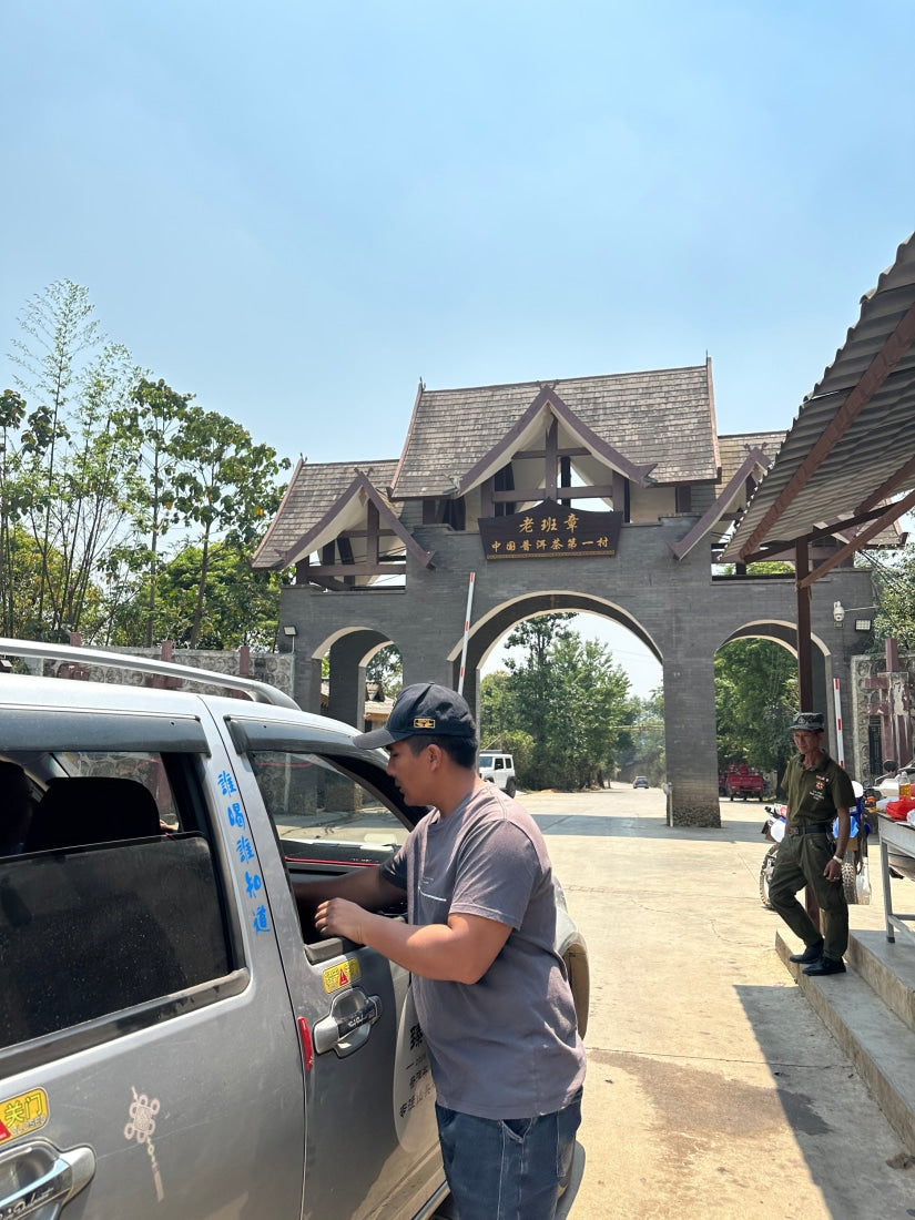 2023 King of Pu-erh Lao Ban Zhang Raw Pu-erh Tea