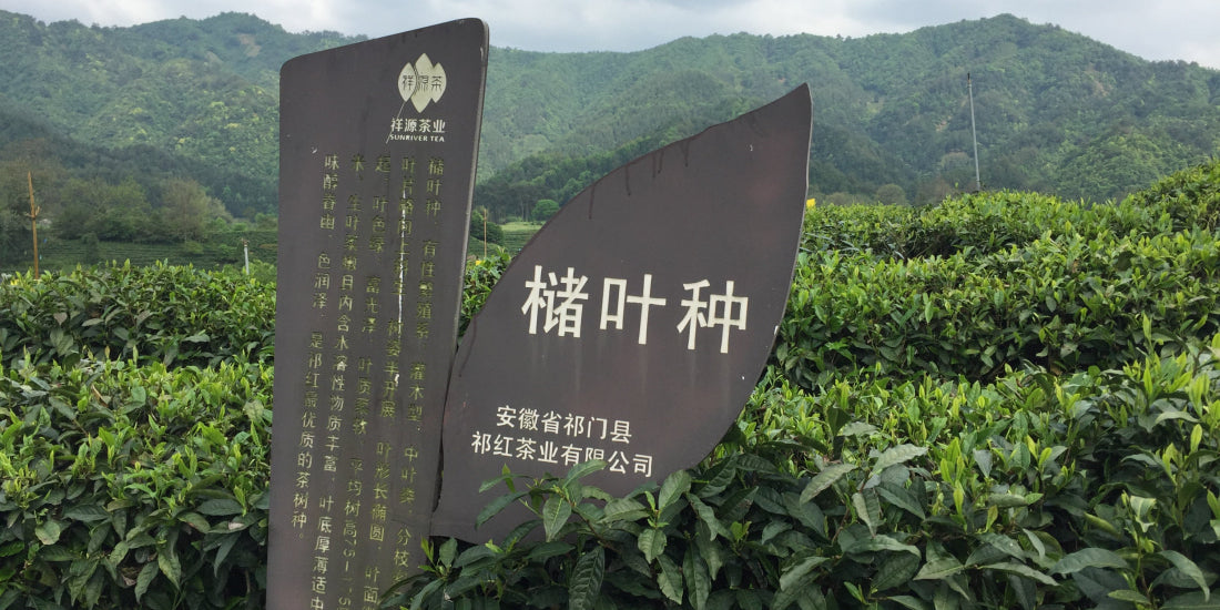 Award-Winning Imperial Keemun Gongfu Black Tea