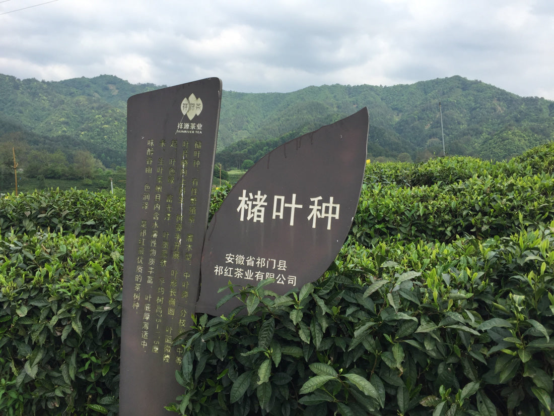 Award-Winning Imperial Keemun Gongfu Black Tea
