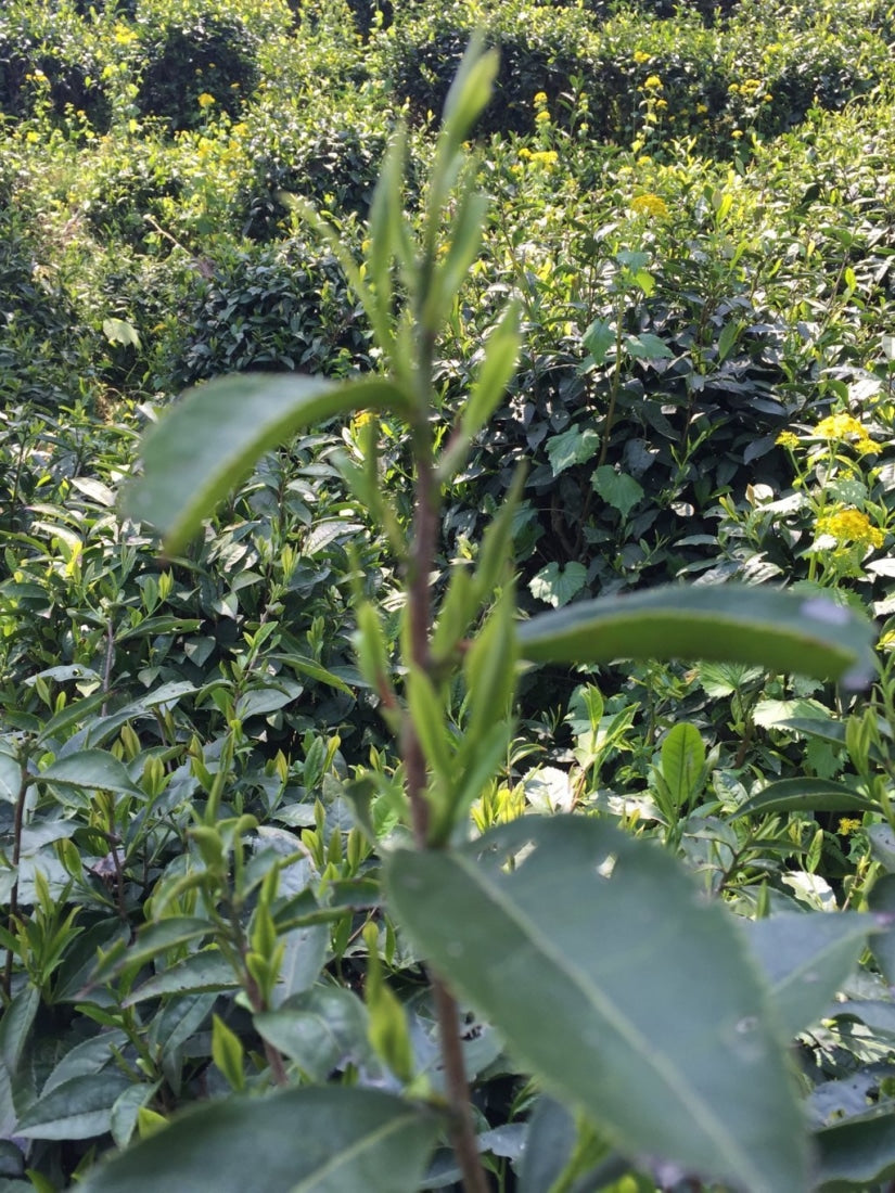 Award-Winning Imperial Keemun Gongfu Black Tea