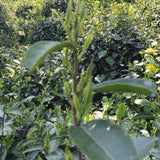 Award-Winning Imperial Keemun Gongfu Black Tea