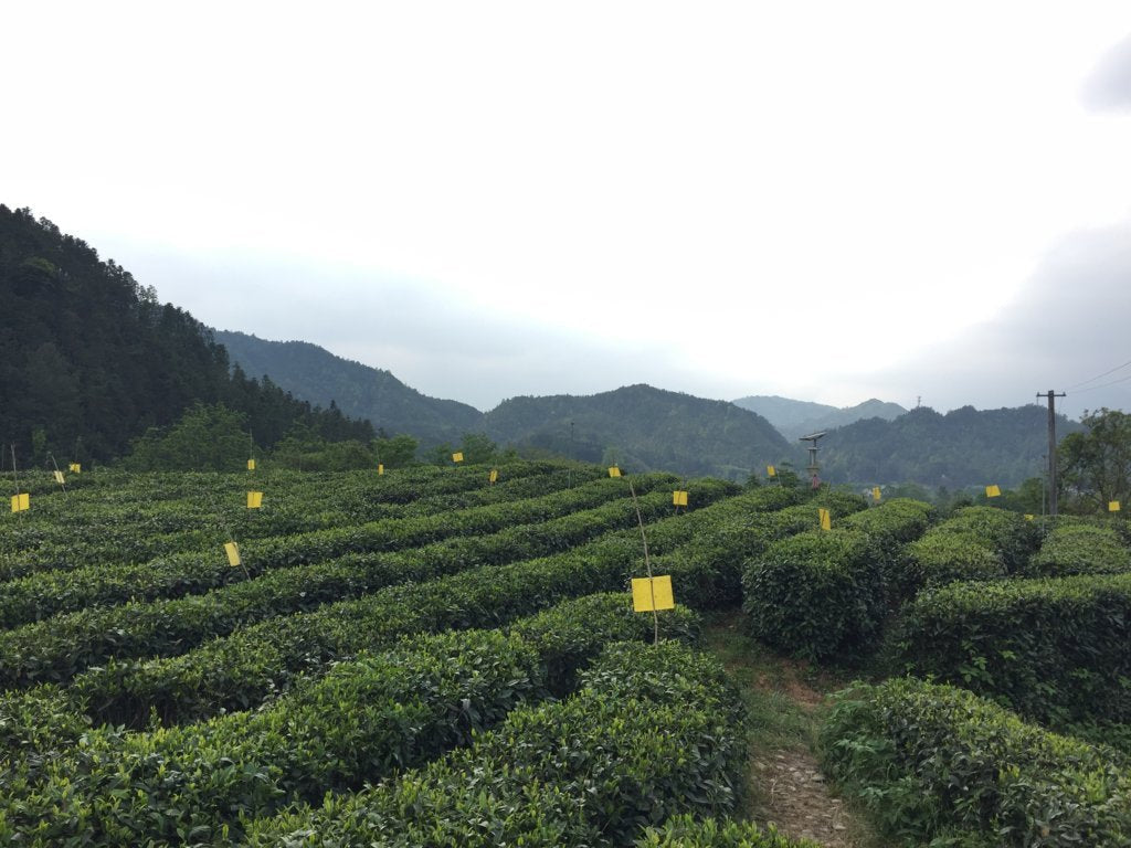 Award-Winning Imperial Keemun Gongfu Black Tea