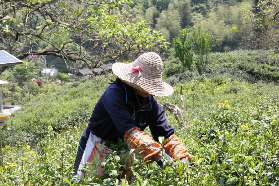 Black Tea - Award-Winning Imperial Keemun Gongfu Black Tea - MeiMei