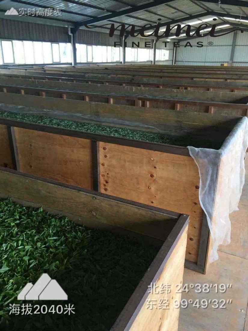 Feng Qing Wild Grown Ancient Tree Pu-erh Black Tea