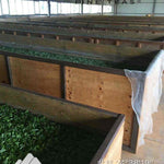 Feng Qing Wild Grown Ancient Tree Pu-erh Black Tea