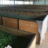 Feng Qing Wild Grown Ancient Tree Pu-erh Black Tea