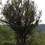 Feng Qing Wild Grown Ancient Tree Pu-erh Black Tea