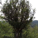 Feng Qing Wild Grown Ancient Tree Pu-erh Black Tea