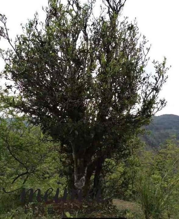 Feng Qing Wild Grown Ancient Tree Pu-erh Black Tea