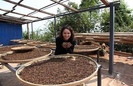 Nannuo Mountain Arbor Tree Pu-erh Black Tea Dragon Pearls