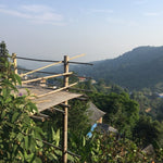 Nannuo Mountain Arbor Tree Pu-erh Black Tea Dragon Pearls