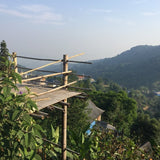 Nannuo Mountain Arbor Tree Pu-erh Black Tea Dragon Pearls