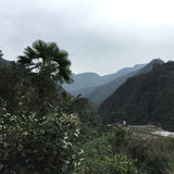 Tong Mu Guan Lapsang Souchong Old Bush Black Tea Lao Cong Hong Cha